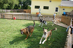 256px-Running_in_the_grass_yard 256px-Running_in_the_grass_yard